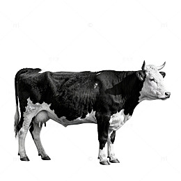 黑白风格奶牛插画素材