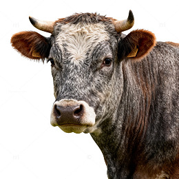 灰白皮毛牛特写