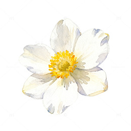 水彩风白色花朵插画素材