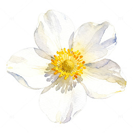 水彩风格白色花朵图案设计素材