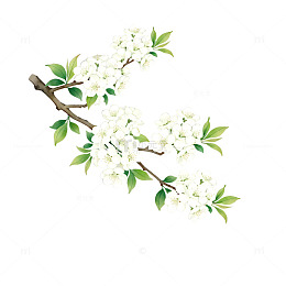 手绘白色花朵枝条插画