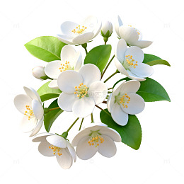 清新茉莉花矢量插画素材