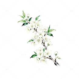 水墨风白色花卉插画