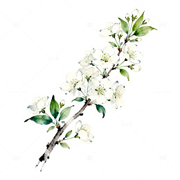 水彩花卉插画白色花朵枝干
