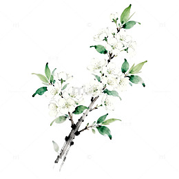 水墨风格梨花插画素材