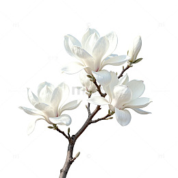 玉兰花枝透明背景插画