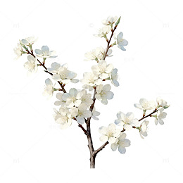 樱花盛开春日美景插画