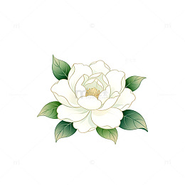 简约风格白色山茶花插画