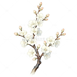 水彩樱花盛开插画