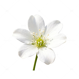 清新白色小花特写片