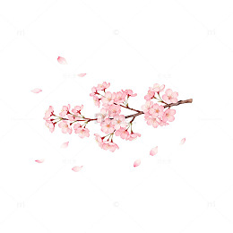 樱花绽放春日美景插画元素