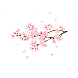 樱花树枝手绘插画素材