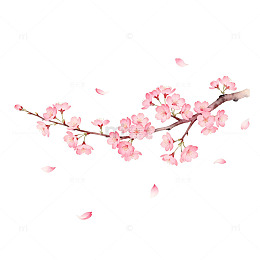 樱花绽放手绘插画