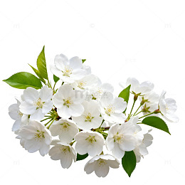 清新白花花卉特写素材