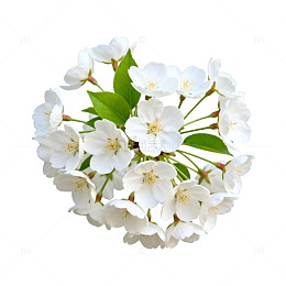 白色花卉心形组合图案