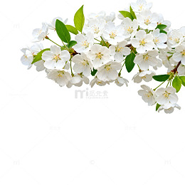 春天樱花盛开美景自然