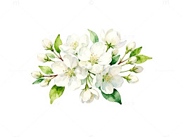 水彩白花绿叶花卉插画
