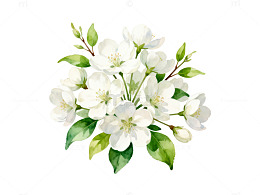 水彩花卉白色花朵插画素材