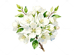 水彩花卉春天绽放