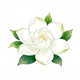 清新白玫瑰花插画设计素材