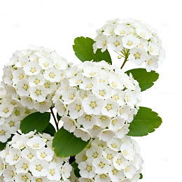 清新白花绣球花片