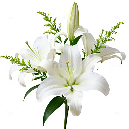 百合花束清新花卉图片