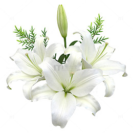 纯白百合花束设计素材