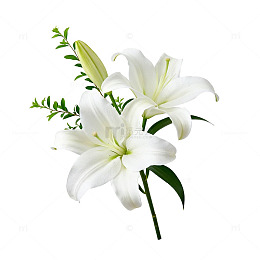 百合花束矢量图设计元素