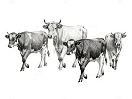 素描牛群牧场生活场景插画素材