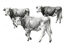 素描风格牛群牧场绘画作品