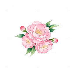 淡雅牡丹花插画设计素材