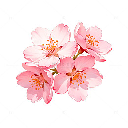 樱花盛开插画设计素材