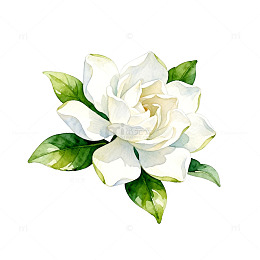 水墨风格栀子花插画