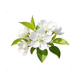 清新白花绿叶矢量插画