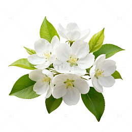 清新白花香槟花束插画素材
