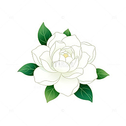 简约白玫瑰花矢量图案