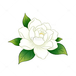 清新白色山茶花插画