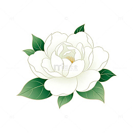 简约清新白玉兰花插画