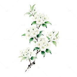 水彩花卉插画梨花绽放