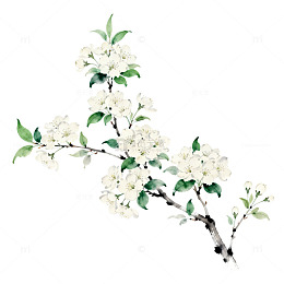 水墨画梨花绽放艺术插画