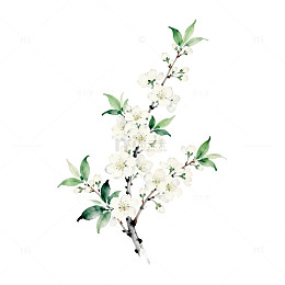 水彩白花树枝装饰画素材