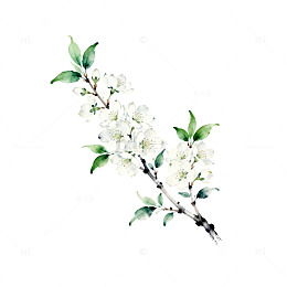 水彩白花开