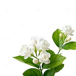清新茉莉花插画