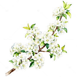 水彩花卉插画樱花