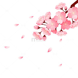 樱花盛开春意浓矢量插画