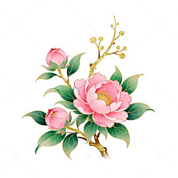 工笔山茶花插画设计素材