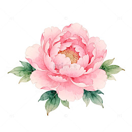 水彩牡丹花卉插画设计素材