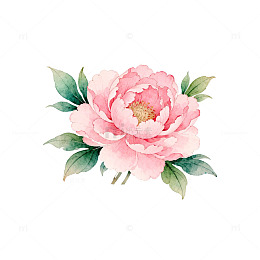 水彩风格粉色牡丹花插图
