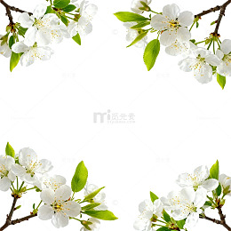 春季花卉边框设计模板