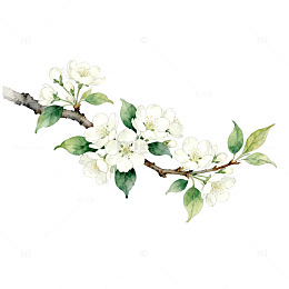 水彩白梅花枝装饰画